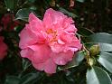 Camellia Double pink 